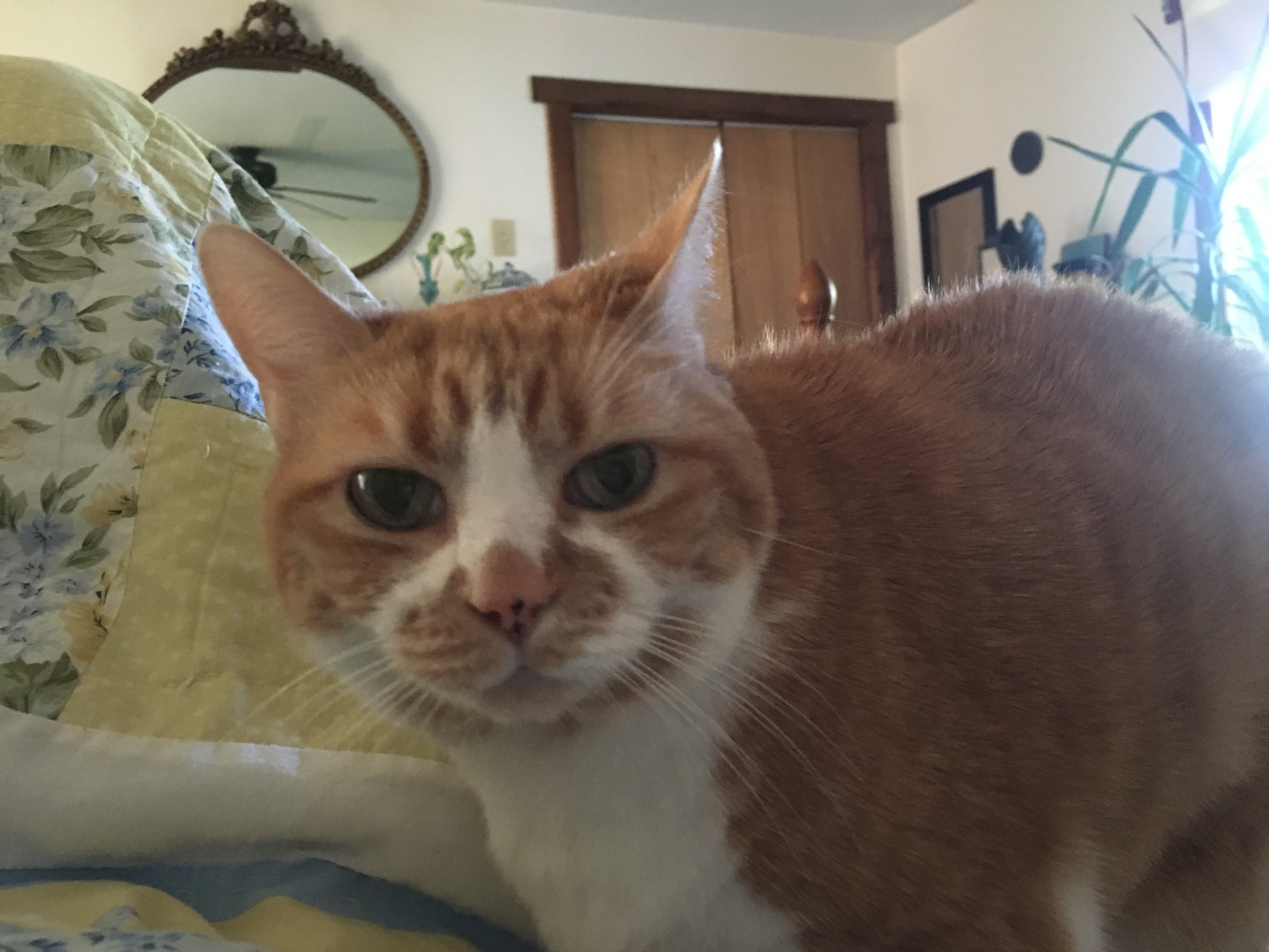 Trixie Whitfield, 2017