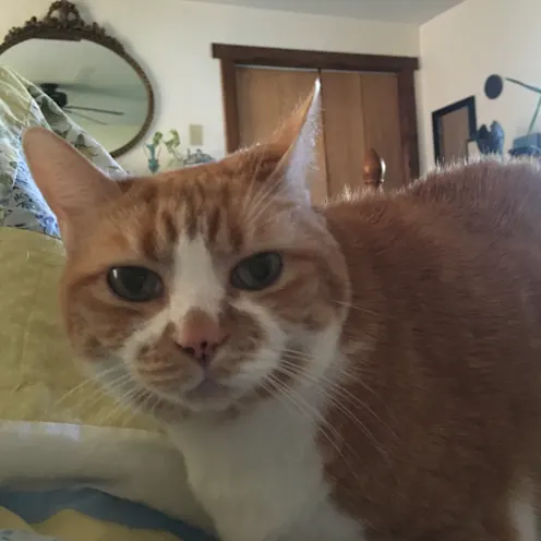 Trixie Whitfield, 2017 Trixie Whitfield, 2017