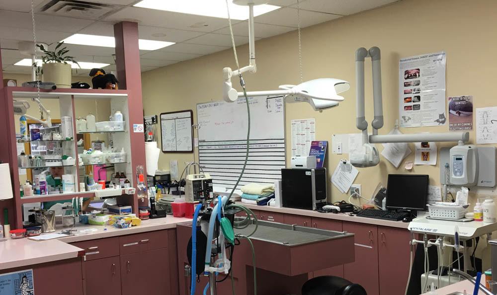 Holladay Veterinary Hospital Treatment Area