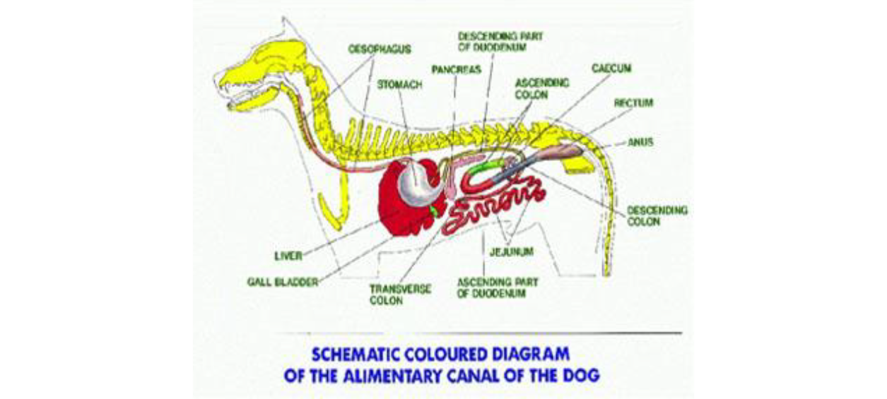 Schematic coloured diagram of the alimentary canal of the dog