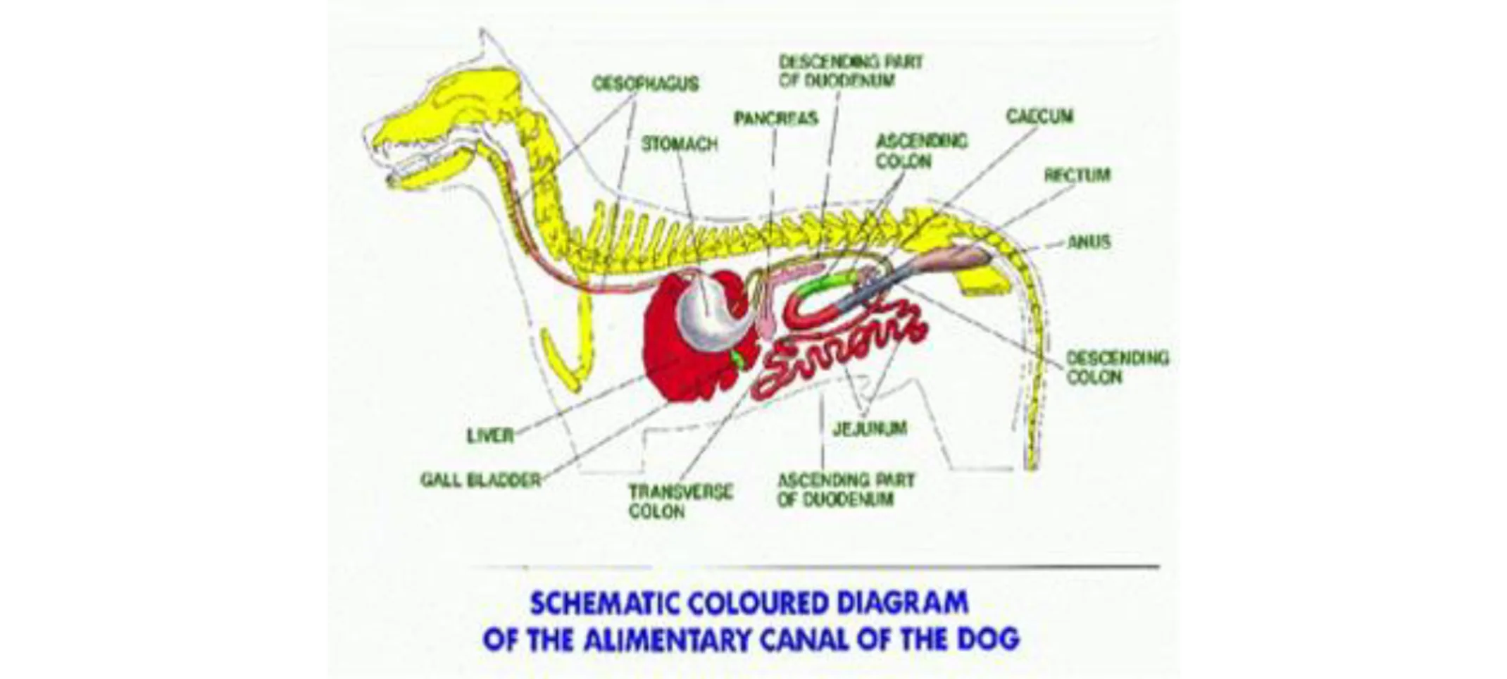 Schematic coloured diagram of the alimentary canal of the dog Schematic coloured diagram of the alimentary canal of the dog