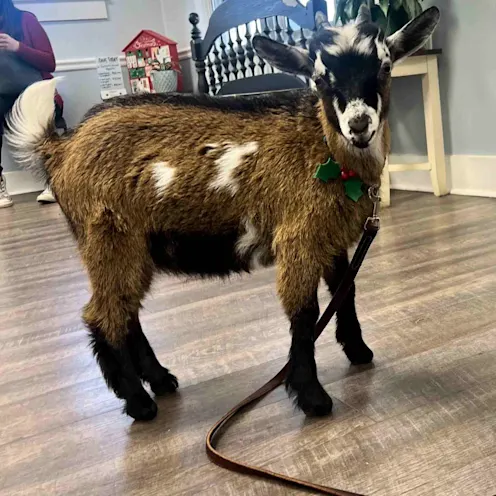 Goat in lobby Goat in lobby