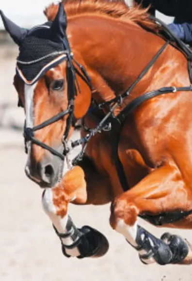 Performance horse in mid jump Performance horse in mid jump