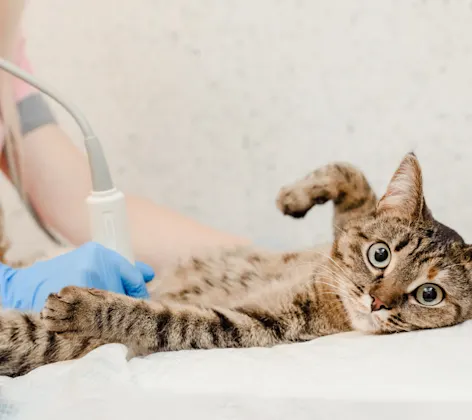 Cat Looking at Camera While Getting Ultrasound Cat Looking at Camera While Getting Ultrasound