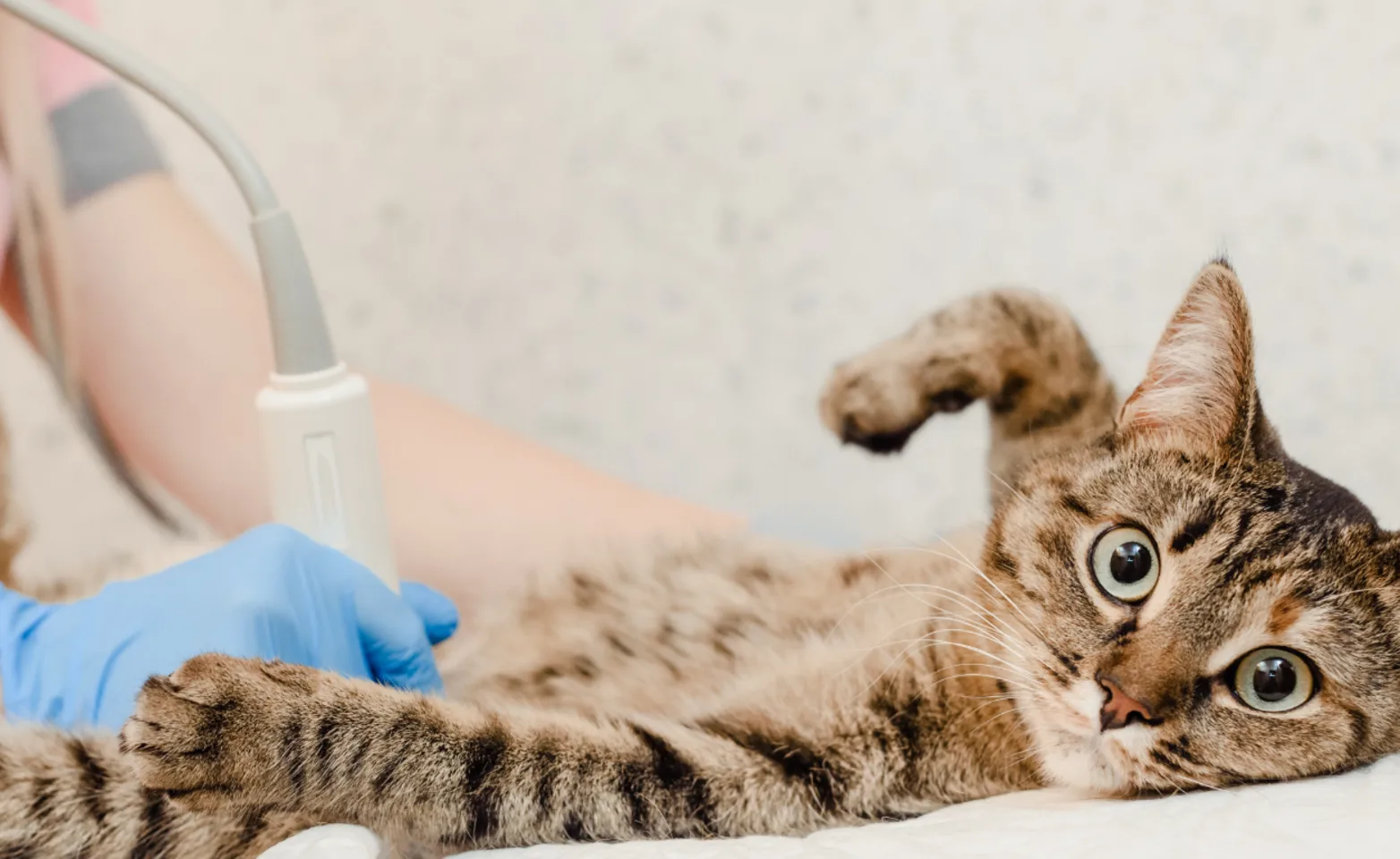 Cat Looking at Camera While Getting Ultrasound Cat Looking at Camera While Getting Ultrasound