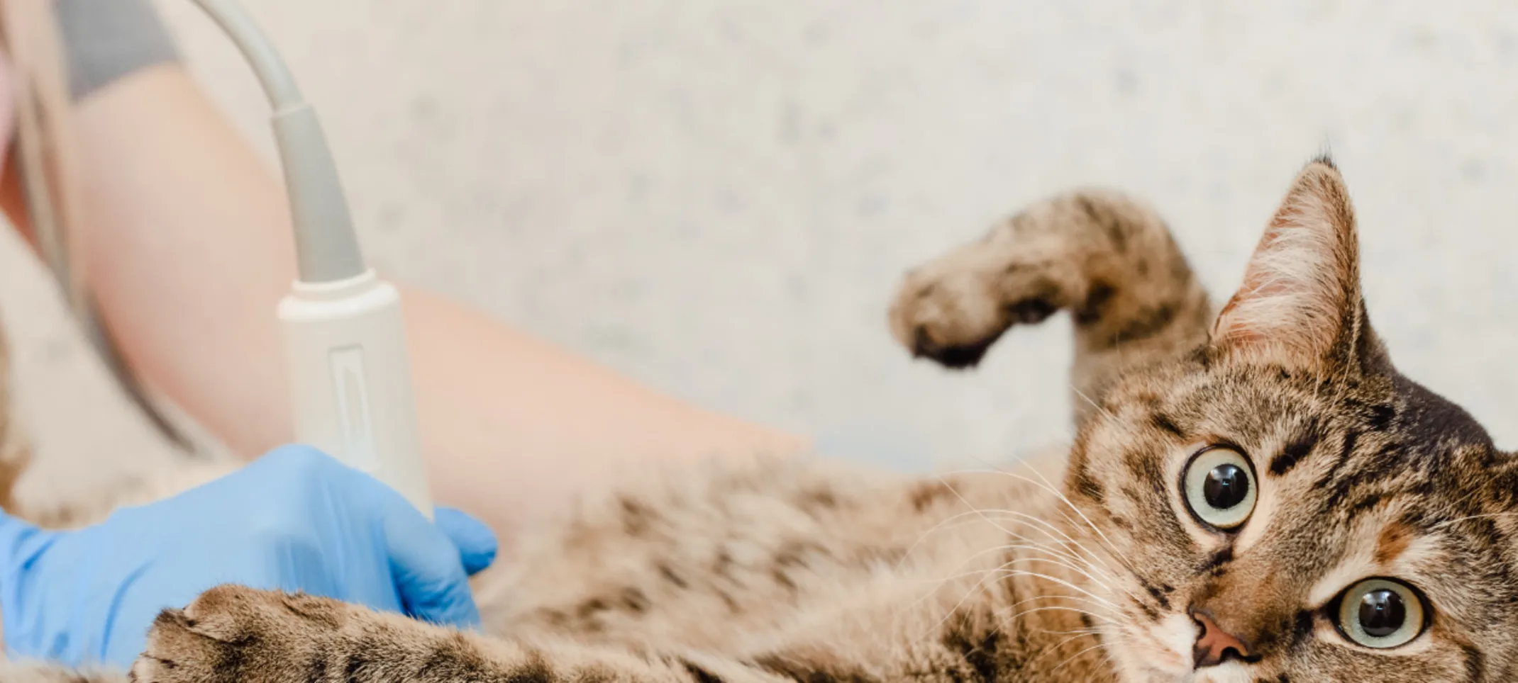 Cat Looking at Camera While Getting Ultrasound