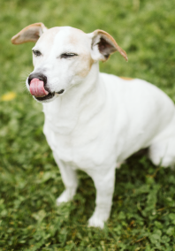 Dog with eyes closed and tongue out