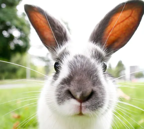 Rabbit on grass Rabbit on grass
