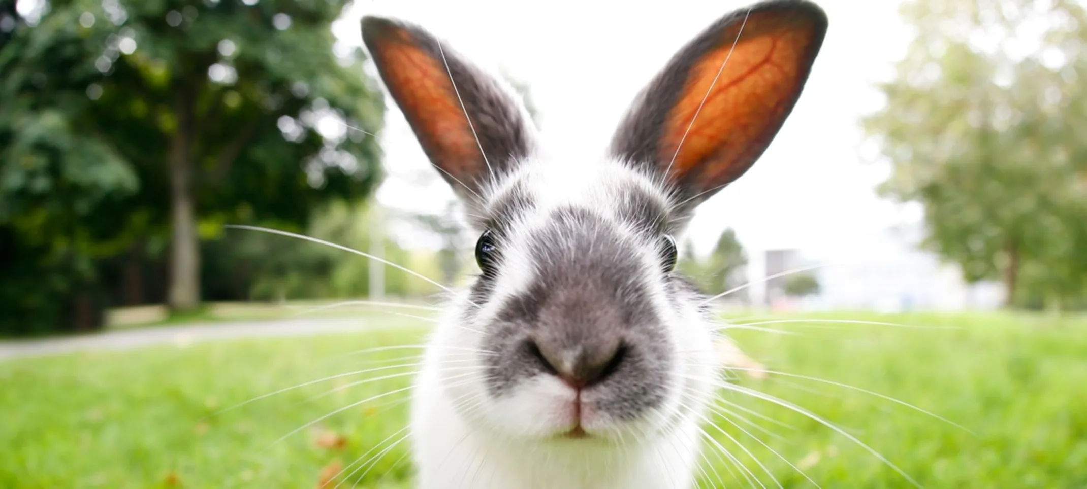 Rabbit on grass Rabbit on grass