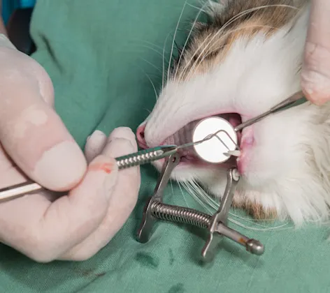 Cat getting dental surgery