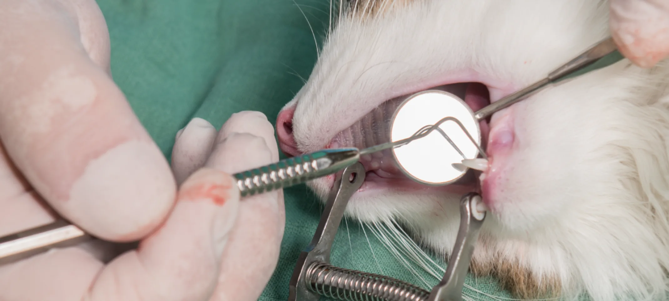 Cat getting dental surgery Cat getting dental surgery
