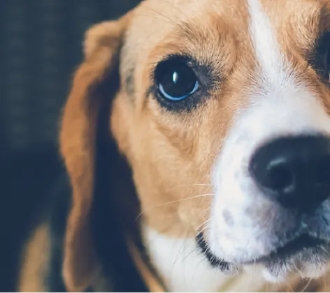 Puppy looking up at you. Puppy looking up at you.