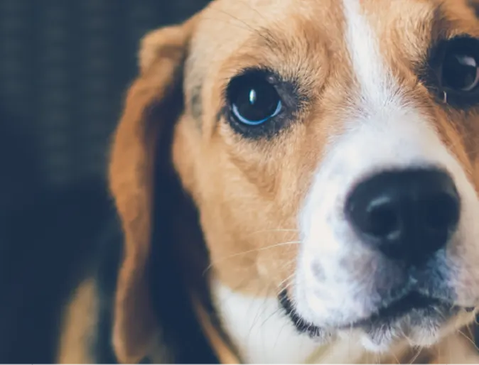 Puppy looking up at you. Puppy looking up at you.