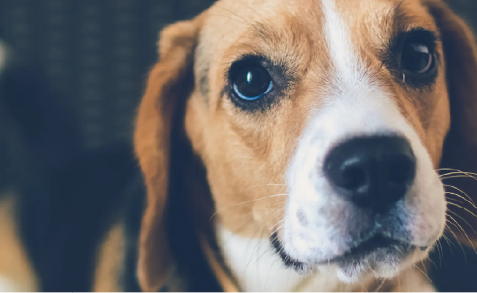 Puppy looking up at you.