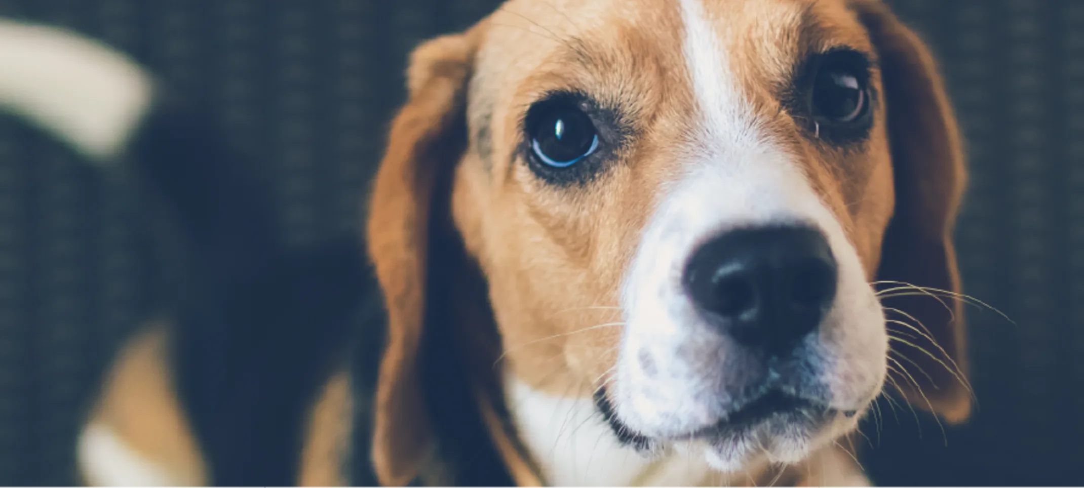 Puppy looking up at you.