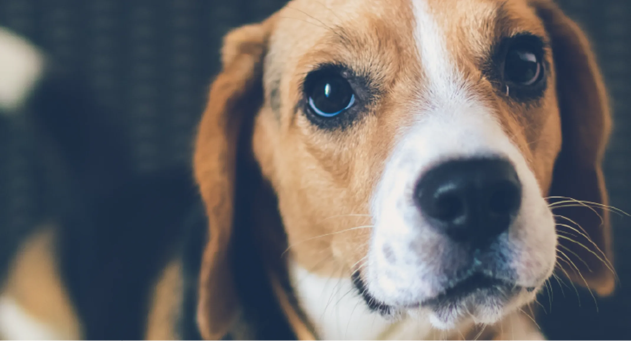 Puppy looking up at you.