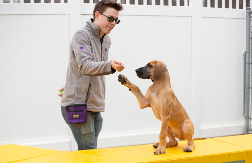 A PetSuites staff member trains a puppy. 