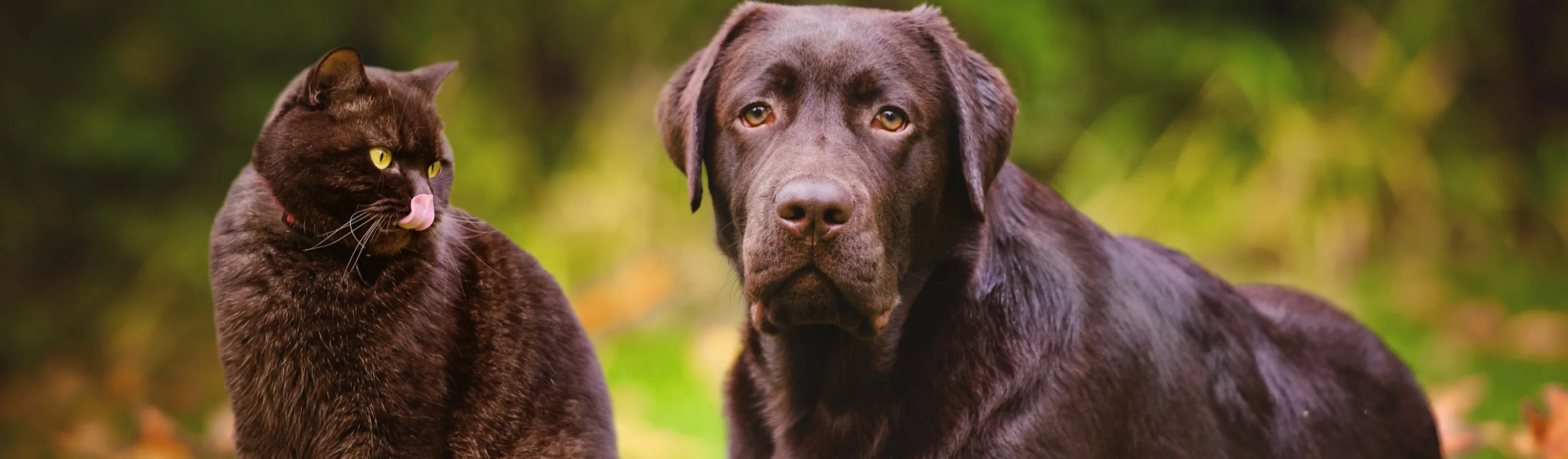 Dog cand cat sitting in leaves Dog cand cat sitting in leaves