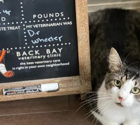 Cat lying down to side of sandwich board sign Cat lying down to side of sandwich board sign