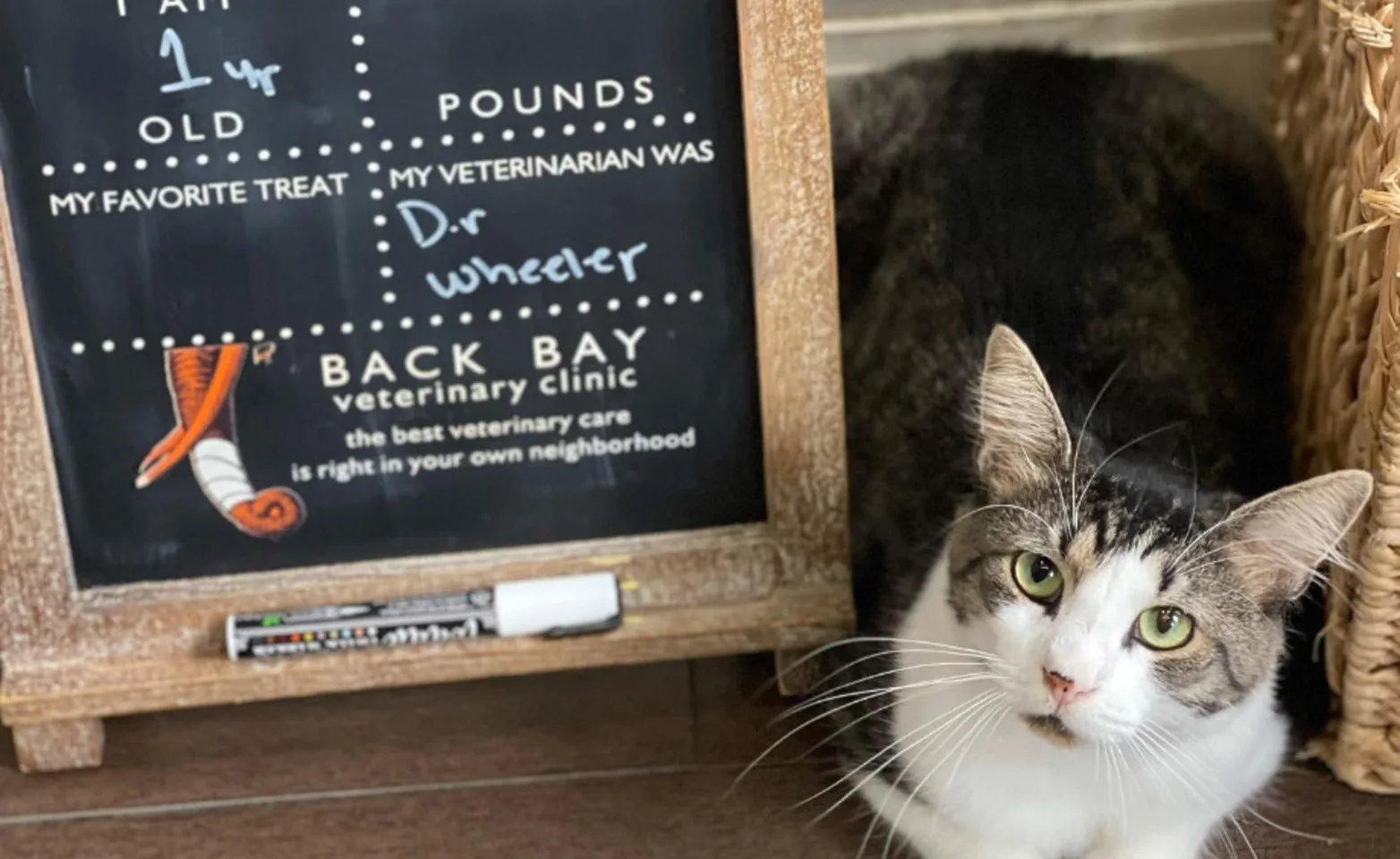 Cat lying down to side of sandwich board sign Cat lying down to side of sandwich board sign