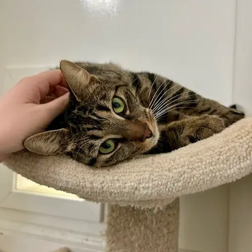 Gray cat on top of a tree Gray cat on top of a tree