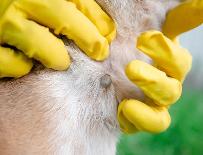 Ticks on a pet Ticks on a pet