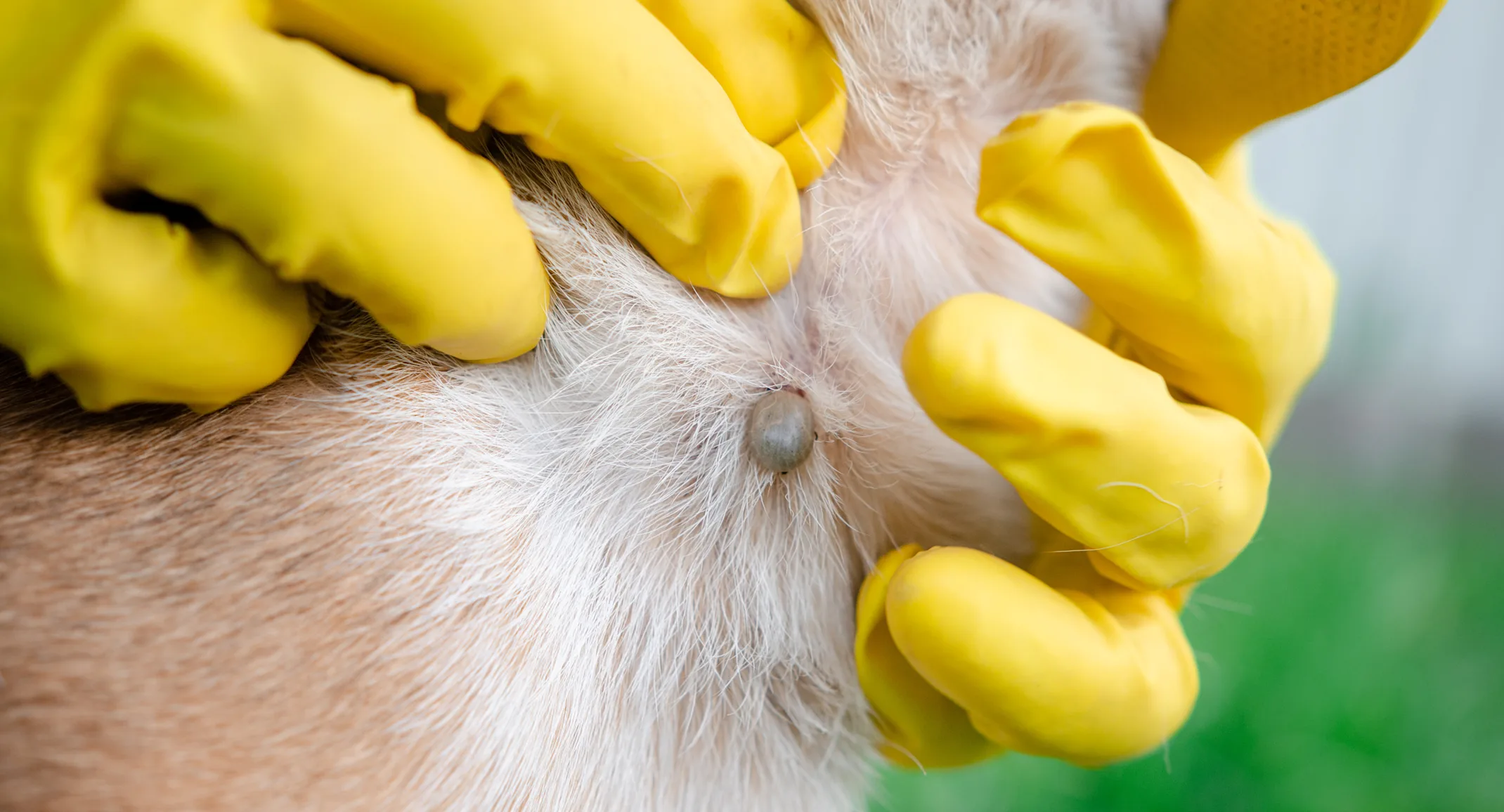 Ticks on a pet Ticks on a pet