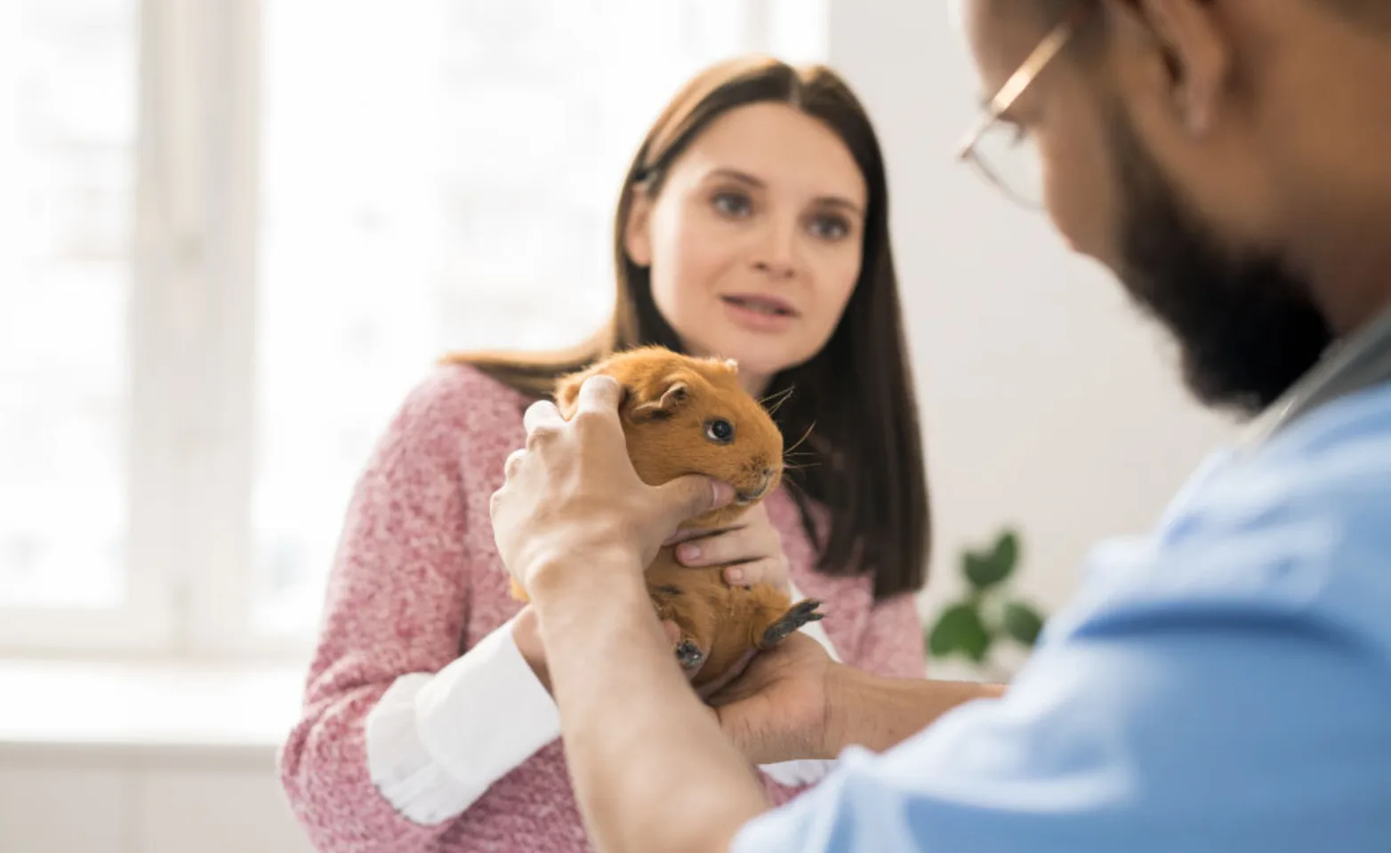 Lady is handing off her guinea pig to a veterinarian. Lady is handing off her guinea pig to a veterinarian.