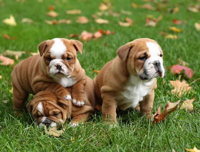 Puppies playing at New Haven Pet Hospital Puppies playing at New Haven Pet Hospital