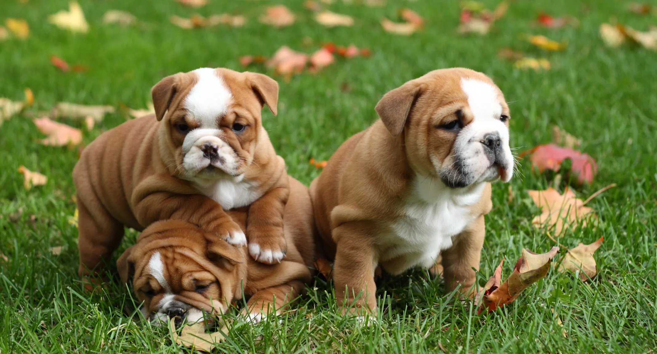 Puppies playing at New Haven Pet Hospital Puppies playing at New Haven Pet Hospital