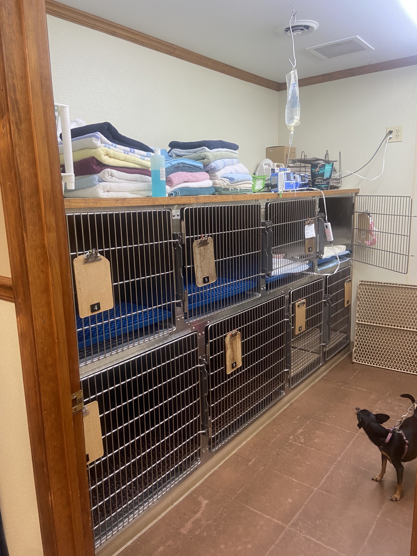 Kennel Area at King's Mountain Animal Clinic