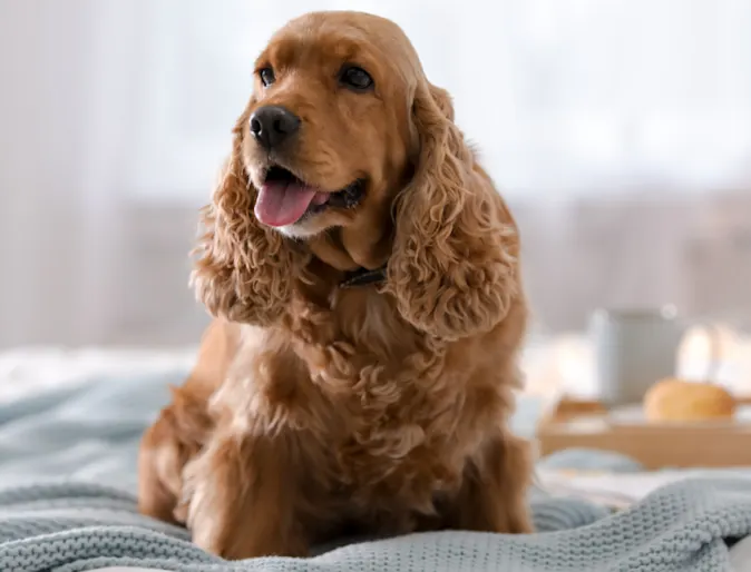 Brown dog laying down in bed