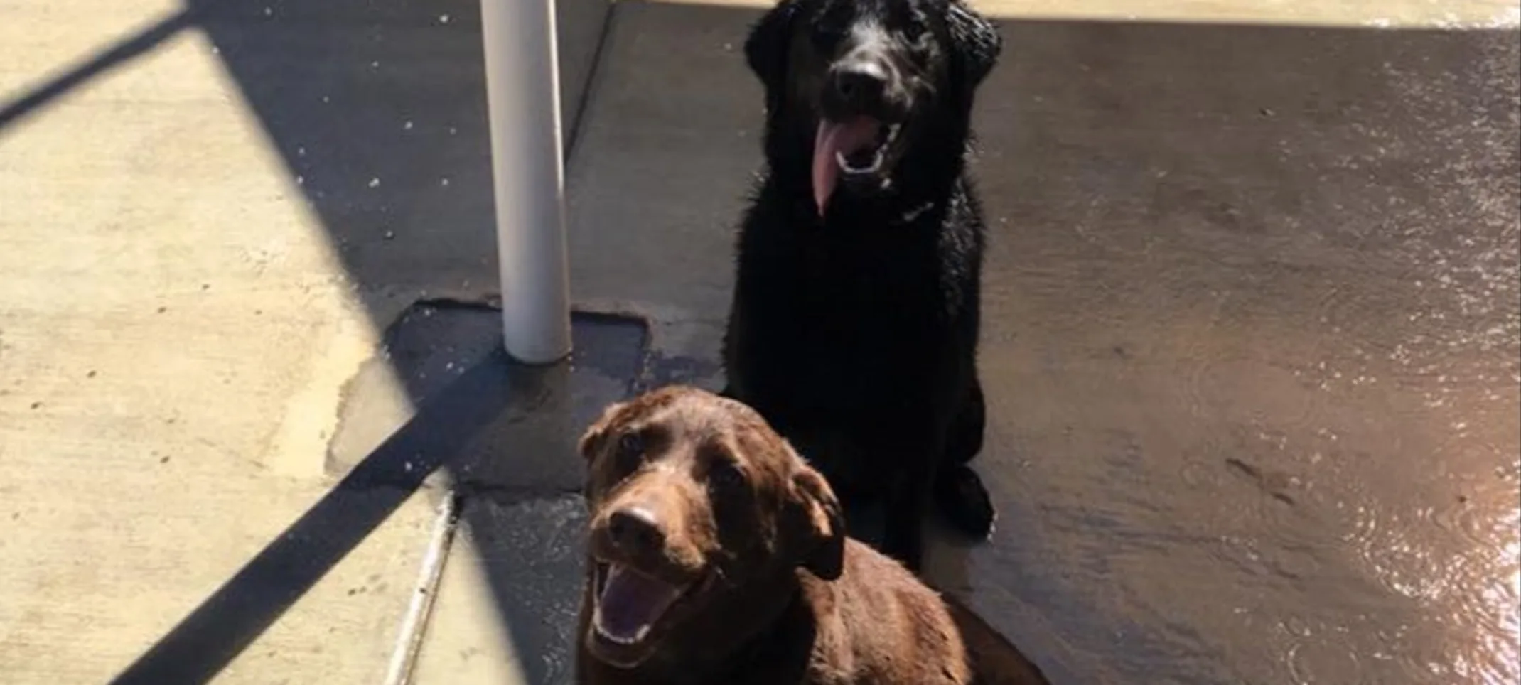 Two Labrador Retreiver's are sittting underneath a bucket of water playing and sitting down smiling.