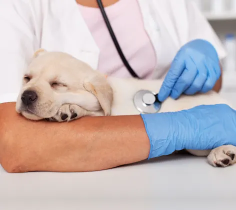 Dog sleeping while doctor examines them