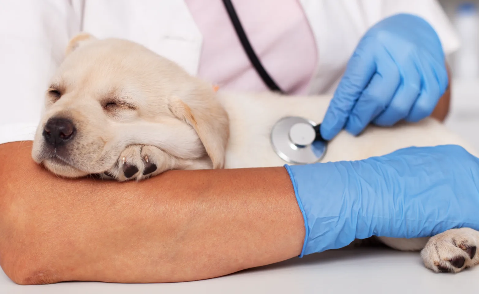 Dog sleeping while doctor examines them