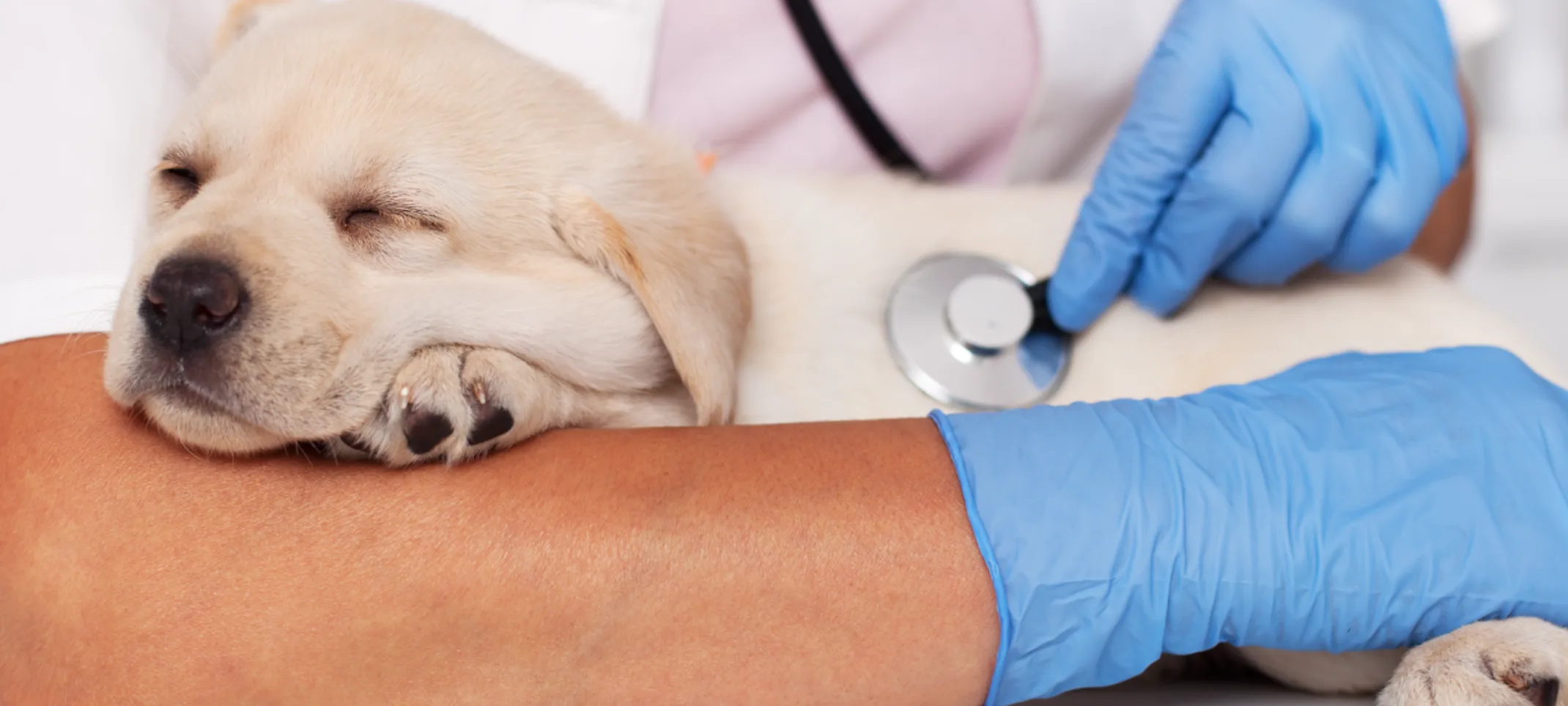 Dog sleeping while doctor examines them