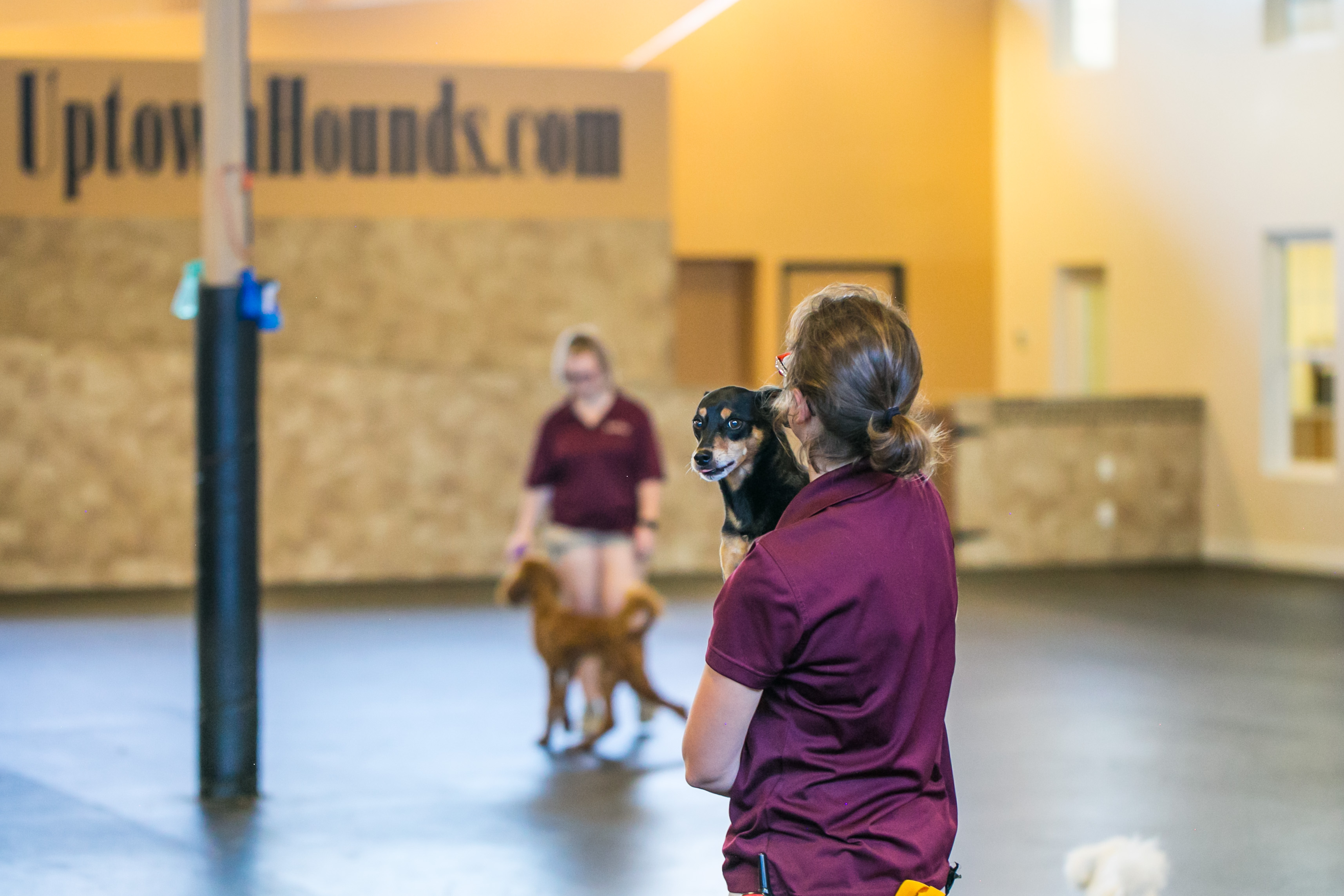 Uptown Hounds. Two Staff members are with the client's dogs inside the open space facility.  