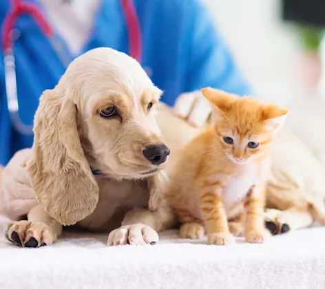 veterinarian holding a puppy and kitten veterinarian holding a puppy and kitten
