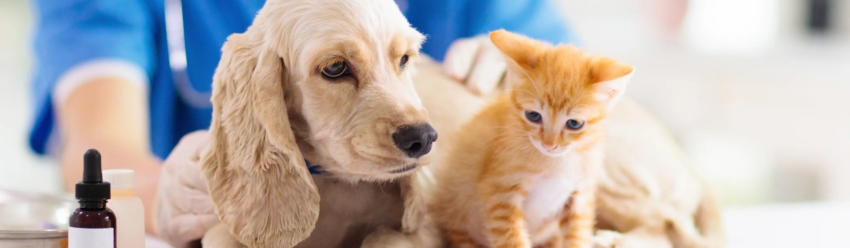 veterinarian holding a puppy and kitten