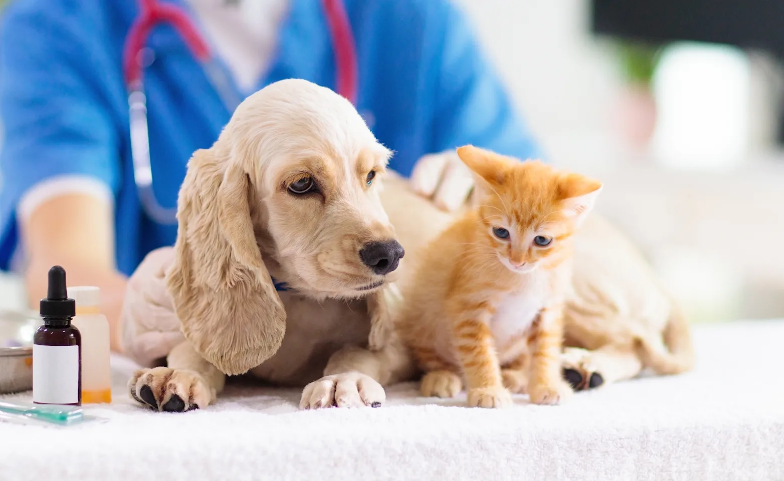 veterinarian holding a puppy and kitten veterinarian holding a puppy and kitten
