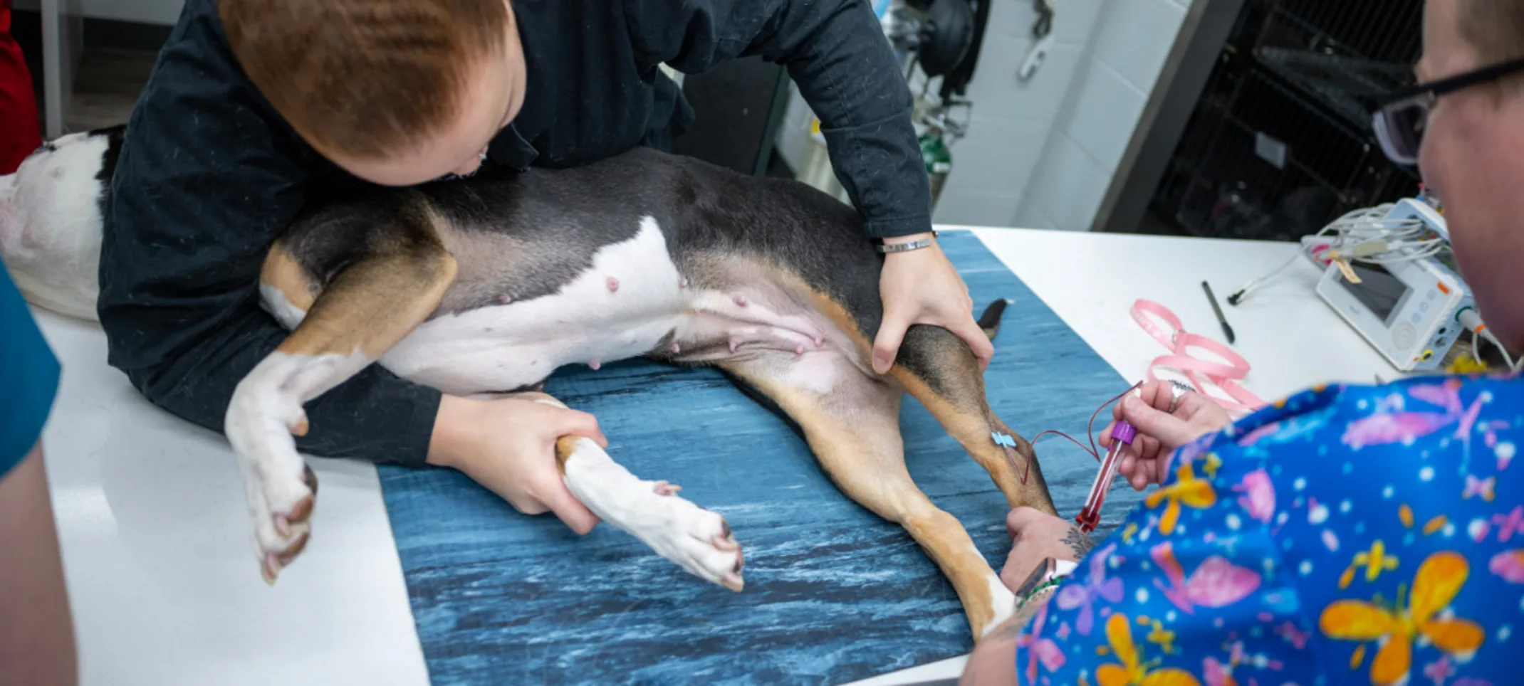 Veterinarians Doing Bloodwork on a Dog
