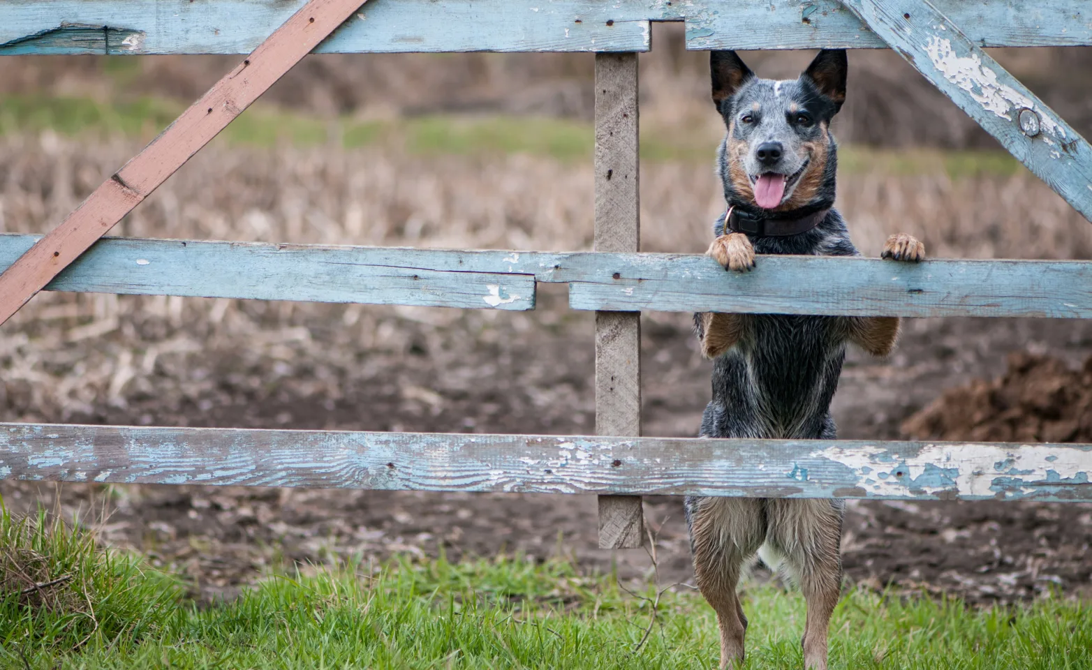 A dog looks through a fence