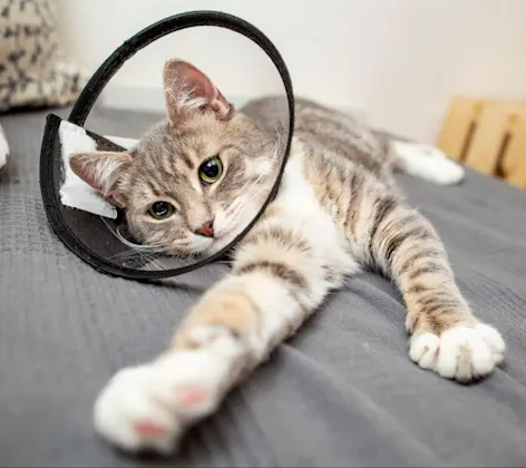 Cat with surgery cone Cat with surgery cone