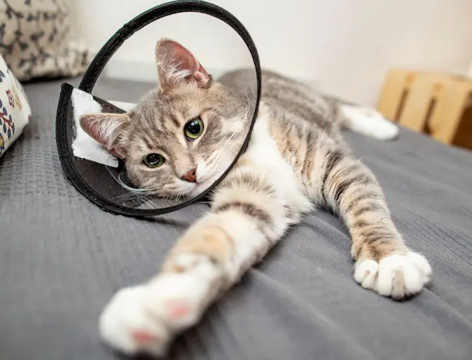 Cat with surgery cone Cat with surgery cone