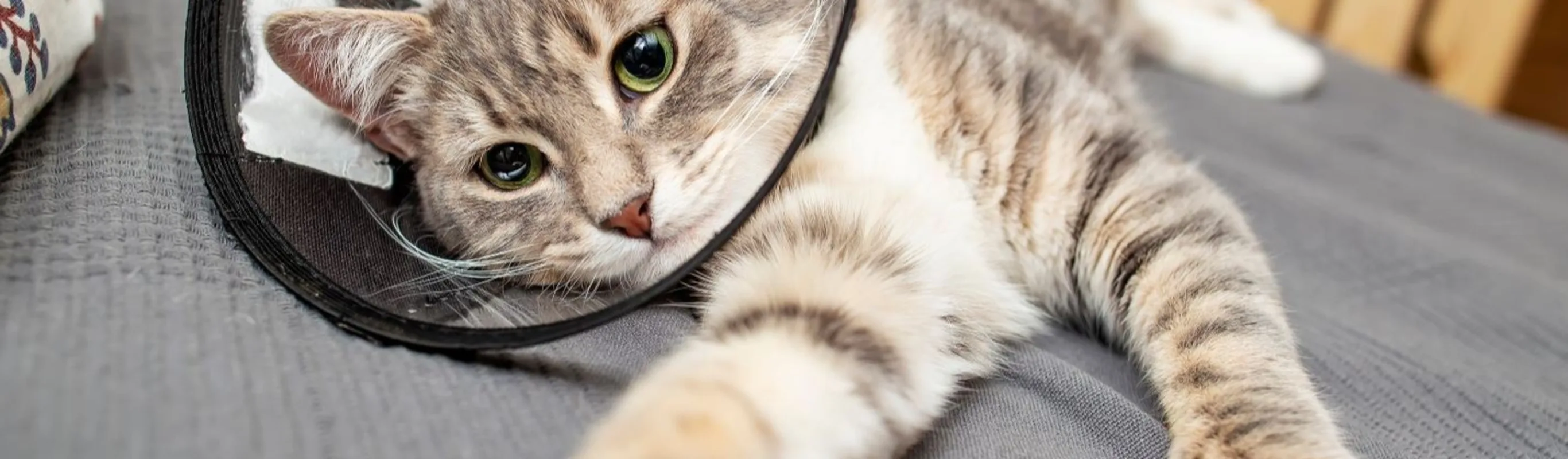 Cat with surgery cone Cat with surgery cone