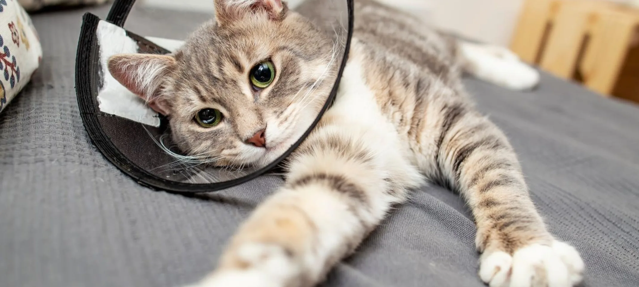 Cat with surgery cone Cat with surgery cone