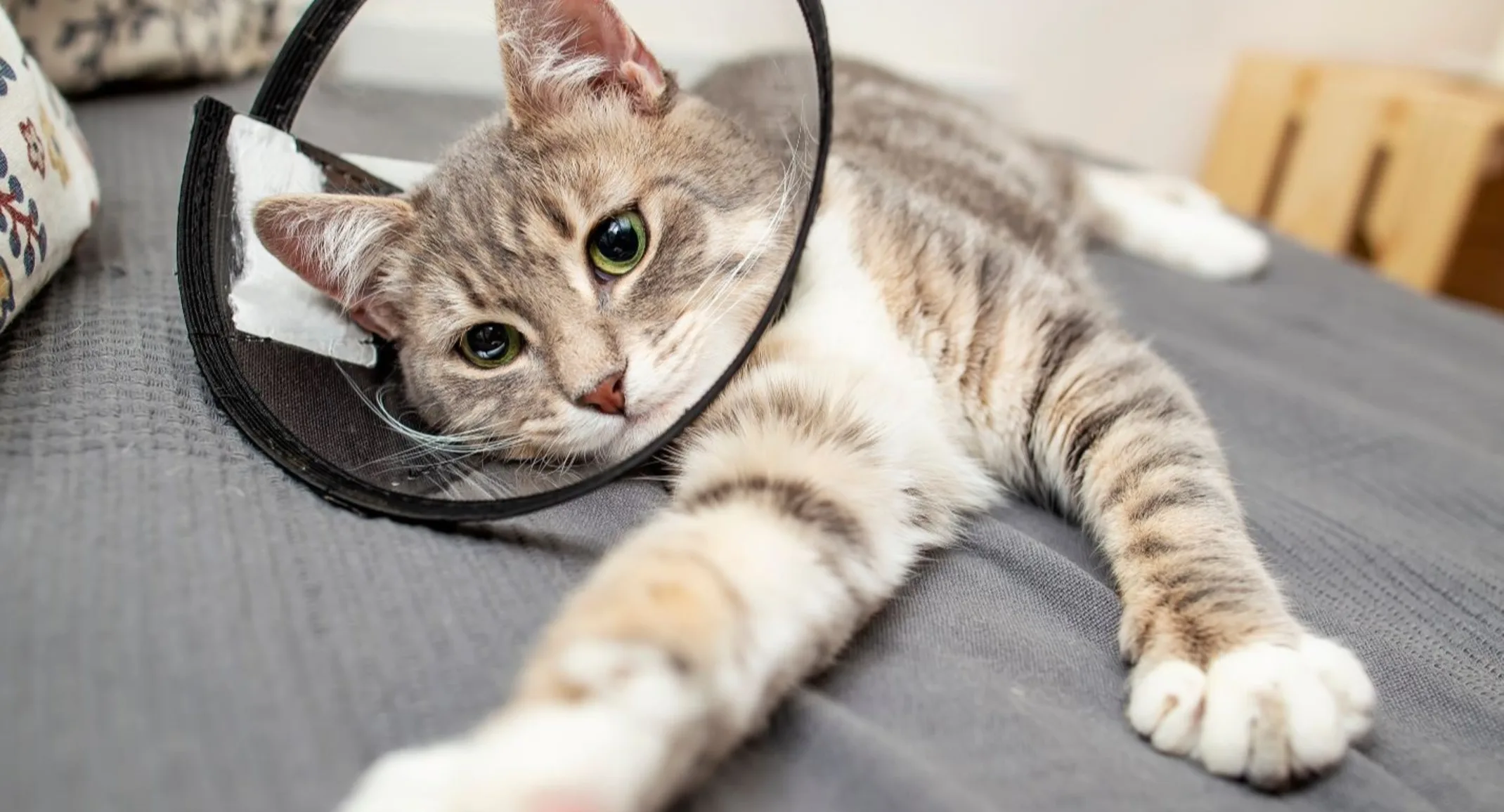 Cat with surgery cone Cat with surgery cone