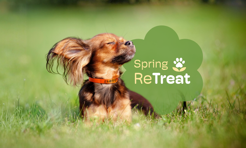 Puppy Playground - Pet Services in Indianapolis