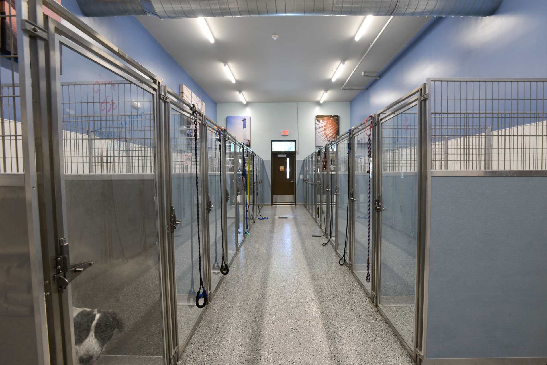 Canine Boarding | Park West Veterinary Associates