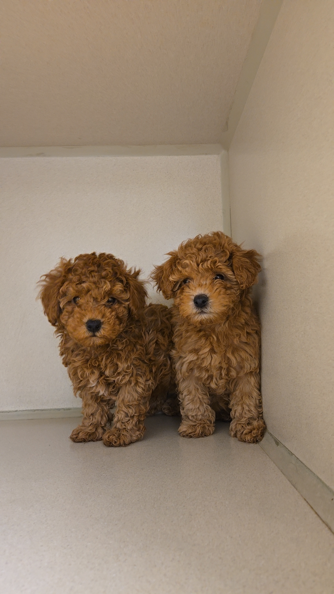 Goldendoodle puppies in kennel